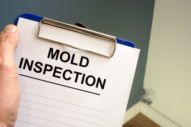 Why You Should Choose Our Mold Remediation Services in Edgecliff Village, TX